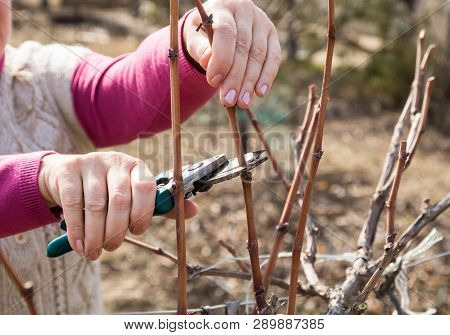 Seasonal Spring Pruning Grape Vines In A Grapeyard With A Scissors
