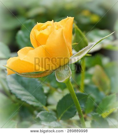Beautiful Single Yellow Rose On Green Background Close Up.