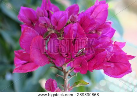 Twig With A Lot Of Little Pink Flowers