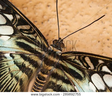 King Swallowtail - Papilio Thoas Thoas - Detail
