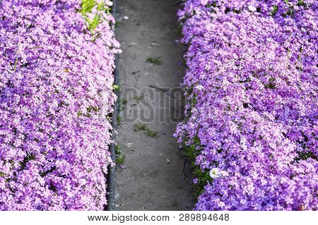 Pink Flowers Subulate Phlox As An Element Of Landscape Design. Background