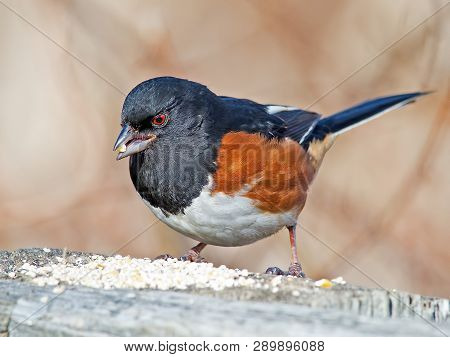 Male Eastern Towhee Eating On Wooden Railing