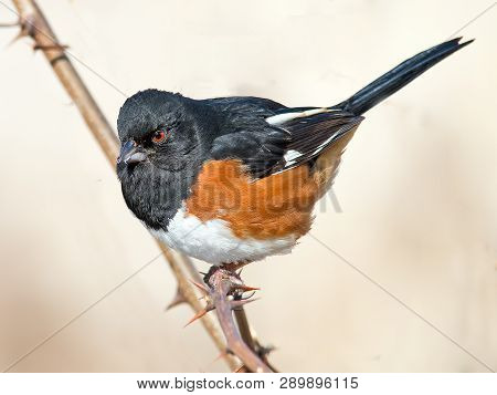 Male Eastern Towhee Standing On Sticker Branch