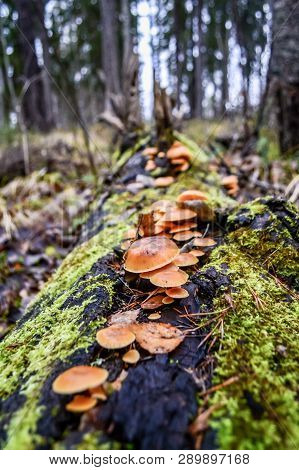 Honey Agaric On The Tree In The Autumn Forest