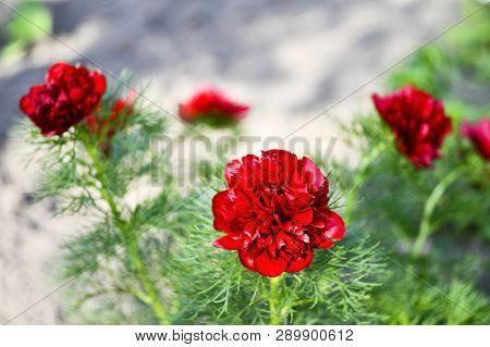 Red Peony Flowers Grown On A Narrow-leaved Garden Flower Bed. Latin Name Is Paeonia Tenuifolia. Back