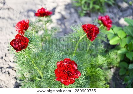 Red Peony Flowers Grown On A Narrow-leaved Garden Flower Bed. Latin Name Is Paeonia Tenuifolia. Back