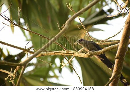 Green-billed-malkoha Birds Are Pecking Worms On Trees.