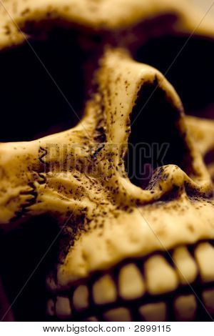 Skullcloseup