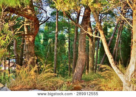 Forest With Lots Of Trees And Green Grass