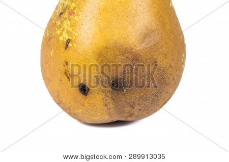 Boring Trace Of A Codling Moth Cydia Pomonella, In A Wormy Pear. Scab, Oidium, Monilia Fructigena. O