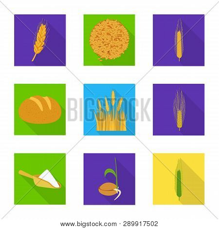 Vector Illustration Of Wheat And Corn Sign. Set Of Wheat And Harvest Stock Symbol For Web.