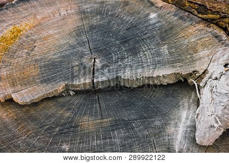 Tree Rings. Stub With Rings. Wood. Butt Cut Wood. Cut Of The Trunk. Wood Trunk. Wood Rings. The Age 