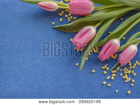 Pink Tulips With Yellow Drops On Blue Glitter Background With Copy Space