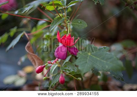 Image Of Beautiful Fuchsia Magellanica Flower, Hummingbird, Hanging Flowers In The Garden