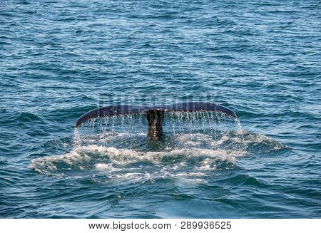 Humpback Whale On Iceland, From Whale Watching Trip