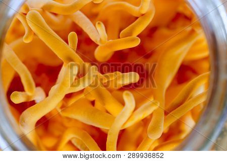 Cordyceps Militaris In Glass Bottles.fresh Cordyceps Militaris In Glass Bottles.