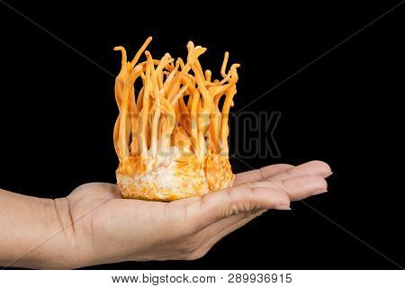 Cordyceps Militaris Is A Species Of Fungus In The Family Clavicipitaceae, And The Type Species Of Th