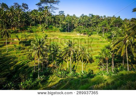 Paddy Field Rice Terraces In Ceking, Ubud, Bali, Indonesia
