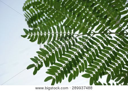 Leucaena Glauca Leaf And Sunlight In Nature Garden