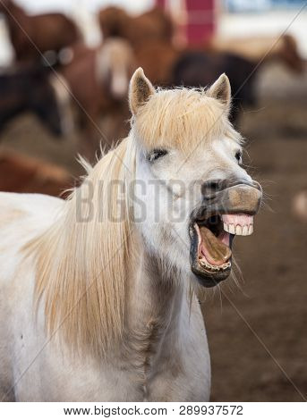 Funny Icelandic Horse Smiling And Laughing With Large Teeth