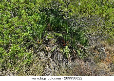 Dwarf Mediterranean Palm Chamaerops Humilis