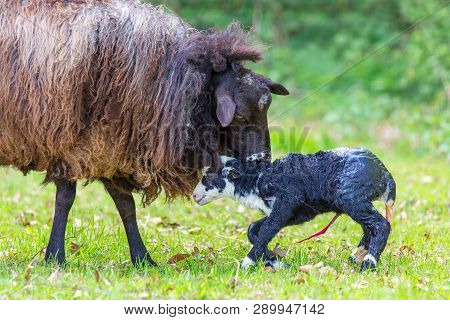 Mother Sheep Licking Newly Born Black Lamb With Umbilical Cord