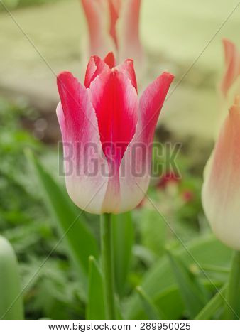 Pink Lily Shaped Tulips Whispering Dream Blooming In Garden
