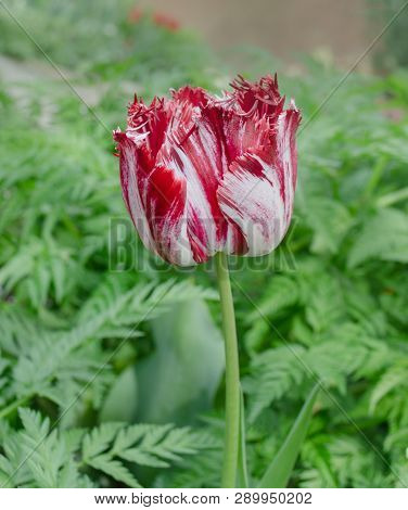 Pink And White Tulip Rembrandt With Terry Petals