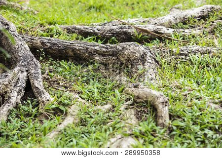 Tree Roots And Green Grass,the Roots Of Large Trees In The Forest