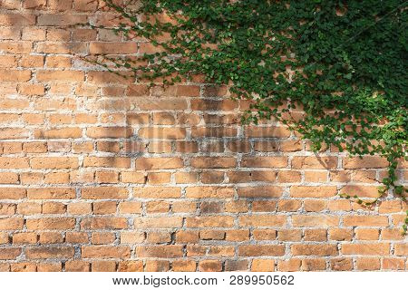 The Wall Is Made Of Brick And Then Painted In White. There Are Creepers On The Left Wall. This Wall