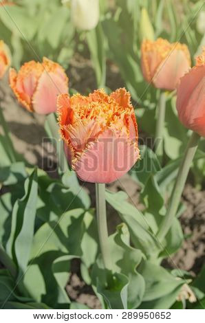 Sensual Touch Tulip. Orange Double Petal Tulip