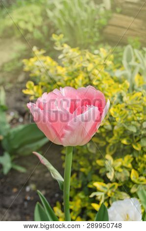 Beautiful Double Soft Pink Tulip Only Me