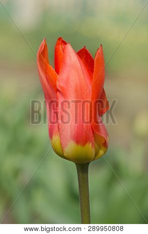 Beautiful Tulip With Stripe. Miramare Flower Tulip