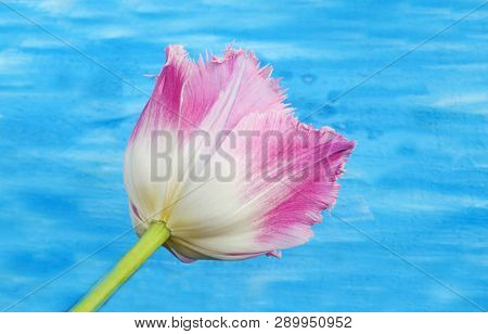 Pink Fringed Tulip On Blue Wooden Table