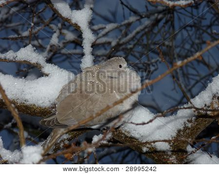 Turtledove haara