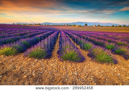 Majestic Colorful Sunset And Violet Lavender Fields Near Valensole Village, Provence Region, France,