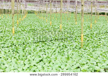 Organic Greenhouse Vegetable Farming In Cameron Highlands, Malaysia