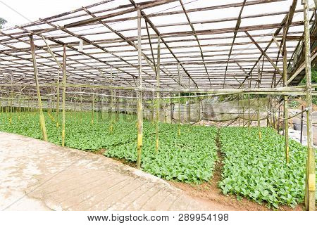 Organic Greenhouse Vegetable Farming In Cameron Highlands, Malaysia