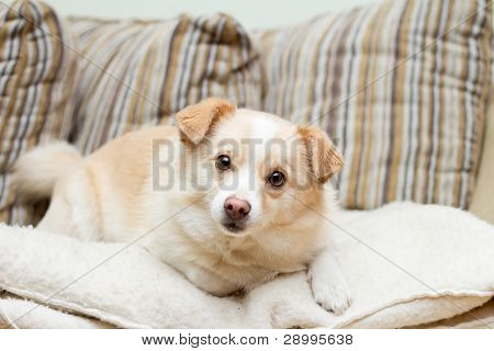 Hund på en soffa som ser fram emot rak