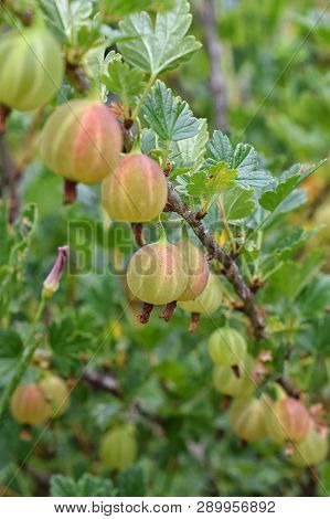 A Long Bunch Of Fresh Gooseberry At Summer Healthy