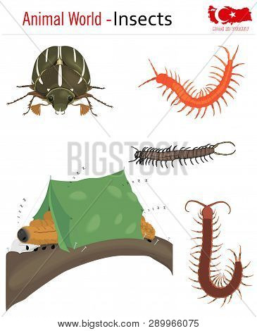 Animal World - Insects, Vector, Eps, Wild Life
