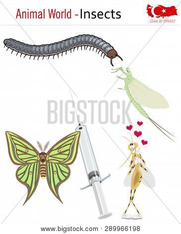 Animal World - Insects, Vector, Eps, Wild Life