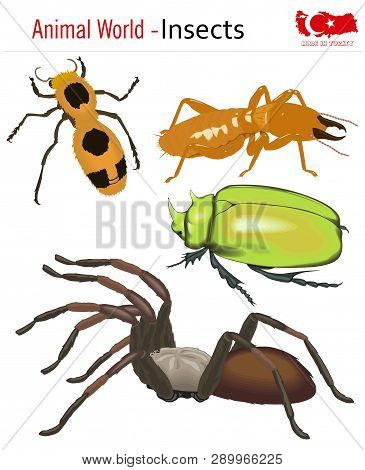 Animal World - Insects, Vector, Eps, Wild Life