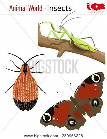 Animal World - Insects, Vector, Eps, Wild Life