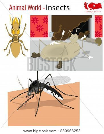 Animal World - Insects, Vector, Eps, Wild Life