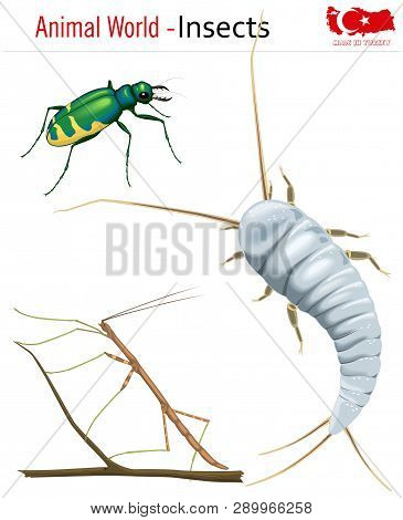 Animal World - Insects, Vector, Eps, Wild Life