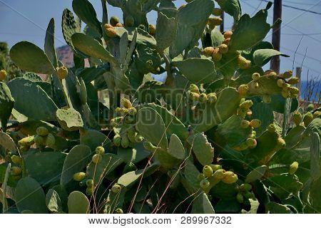 A Big Green Cactus With Prickles And With Its Harvest