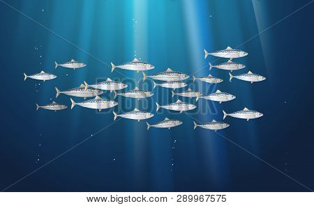 Background, School Of Scomber, Mackerel Fishes Marine Life. Banner Fresh Fish In A Simple Water Natu