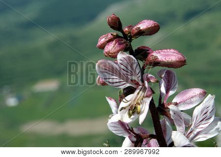 Beautiful Close-up Of Fraxinella Or Burning Bush