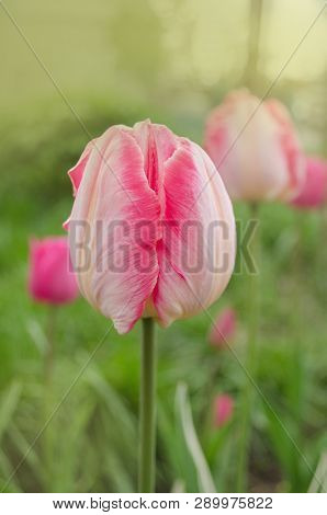 Pink Parrot Tulip Flower In Garden